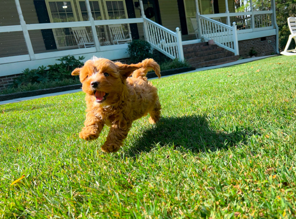 Best Cavapoo Baby