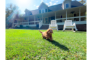 Cavapoo Pup Being Cute