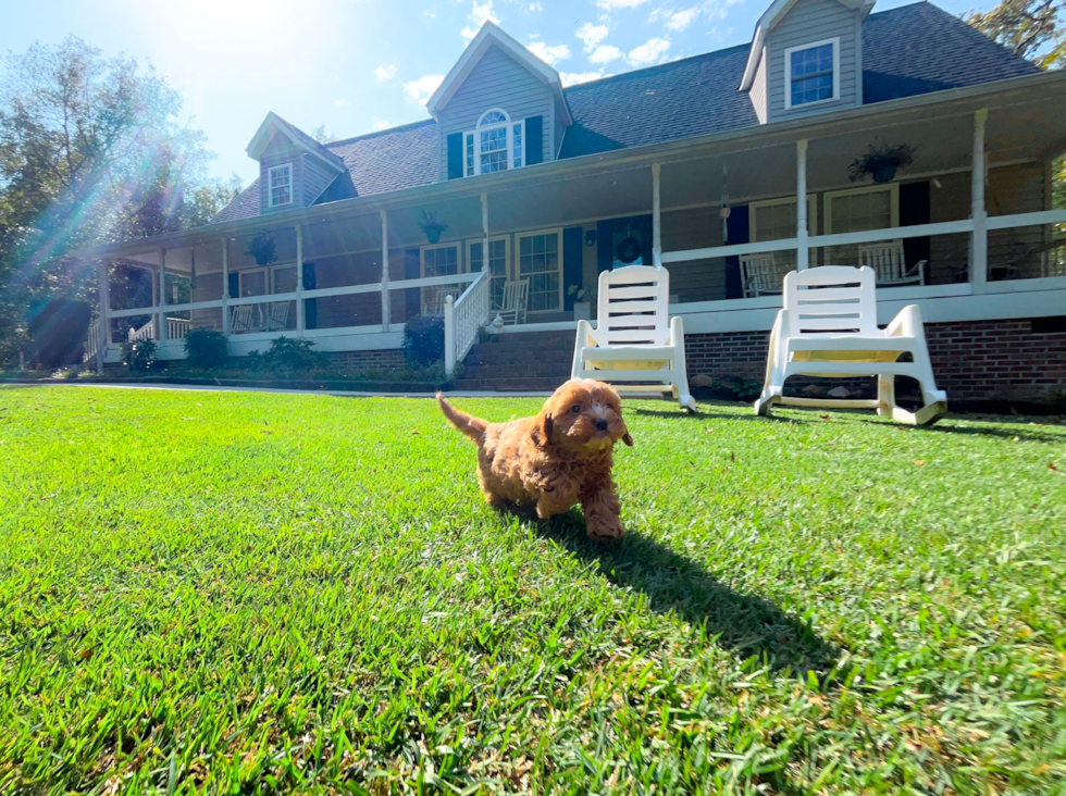 Cavapoo Pup Being Cute