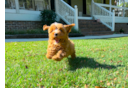 Cavapoo Puppy for Adoption