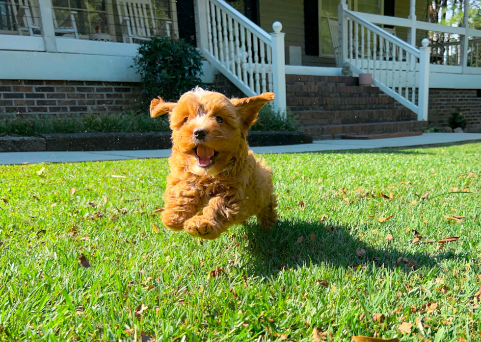 Cavapoo Puppy for Adoption