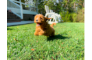 Cute Cavapoo Poodle Mix Pup