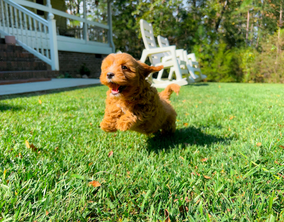 Cute Cavapoo Poodle Mix Pup