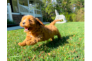 Cavapoo Pup Being Cute