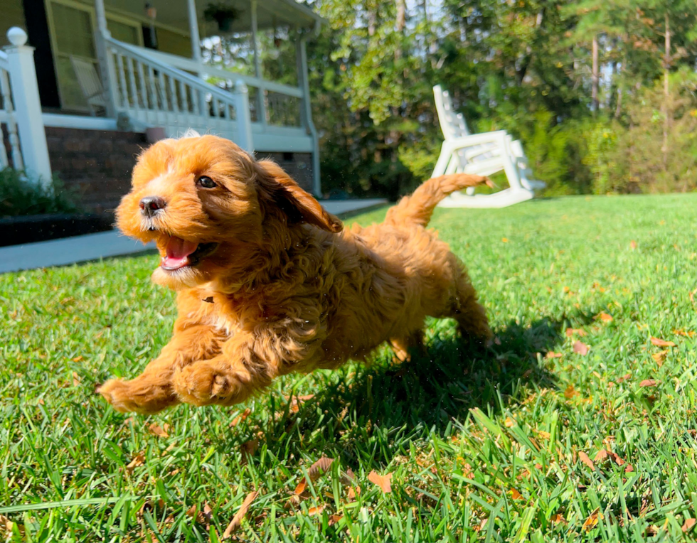 Cavapoo Pup Being Cute