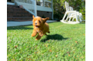 Cavapoo Pup Being Cute