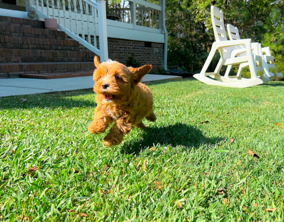 Cavapoo Pup Being Cute