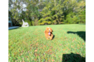 Cute Cavapoo Baby