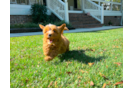 Best Cavapoo Baby