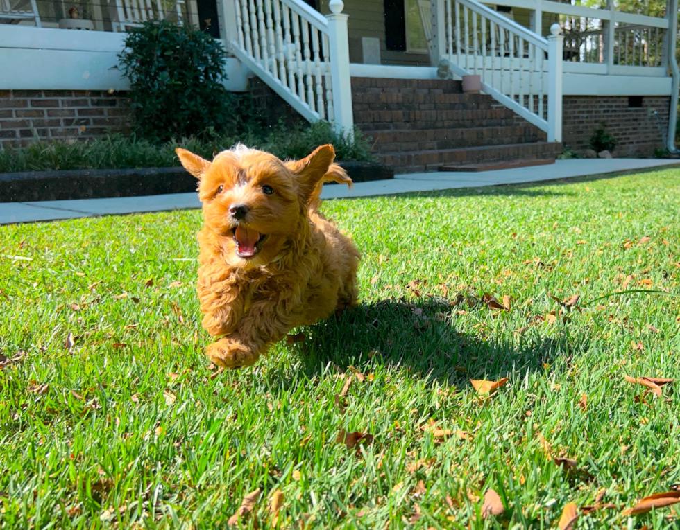 Best Cavapoo Baby