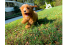 Best Cavapoo Baby