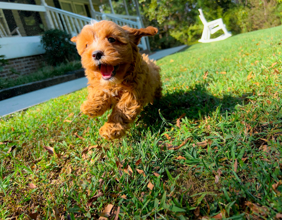 Best Cavapoo Baby