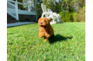 Cute Cavapoo Baby