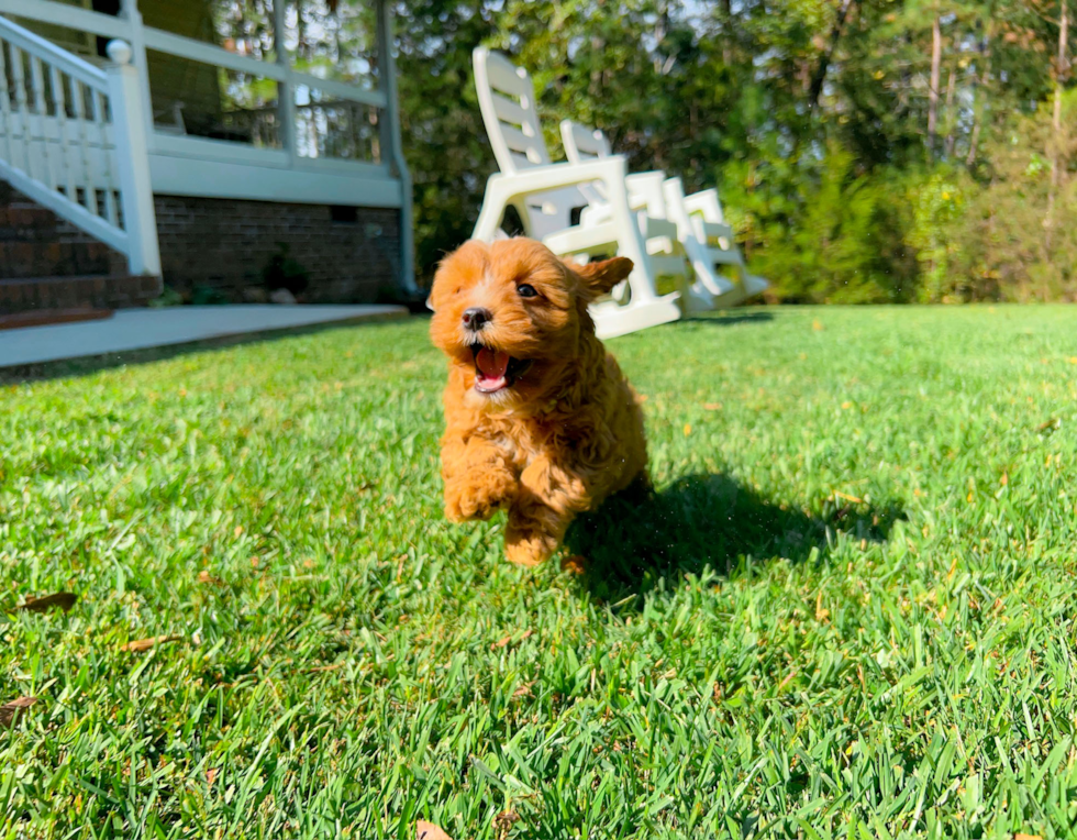 Cute Cavapoo Baby