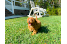 Cavapoo Puppy for Adoption