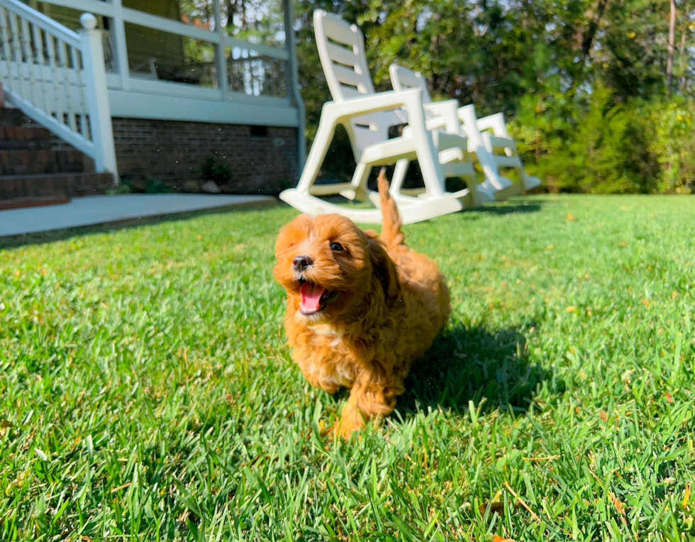 Cavapoo Puppy for Adoption