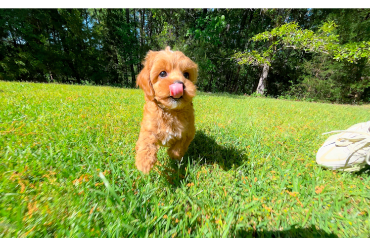 Cavapoo Pup Being Cute