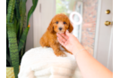 Cute Cavapoo Baby