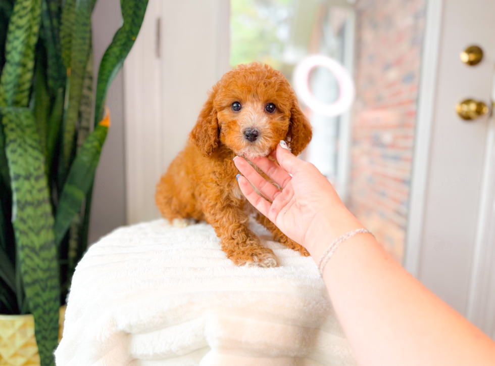 Cute Cavapoo Baby