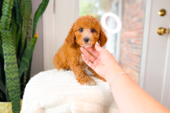 Cute Cavapoo Baby