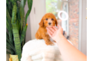 Best Cavapoo Baby