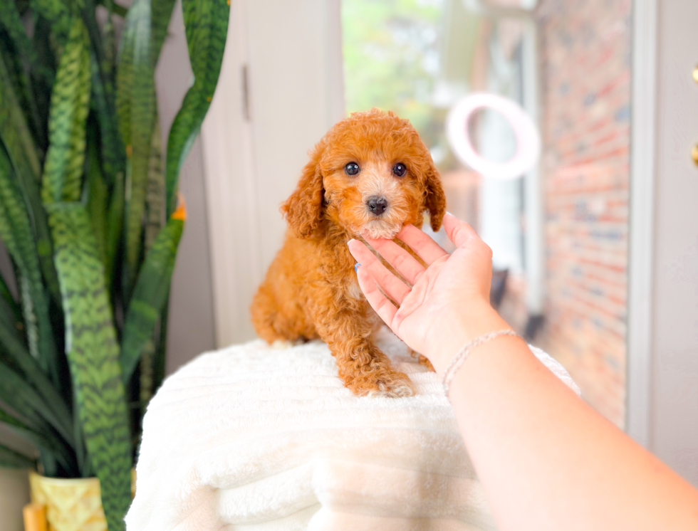 Best Cavapoo Baby