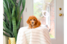 Cute Cavadoodle Poodle Mix Puppy