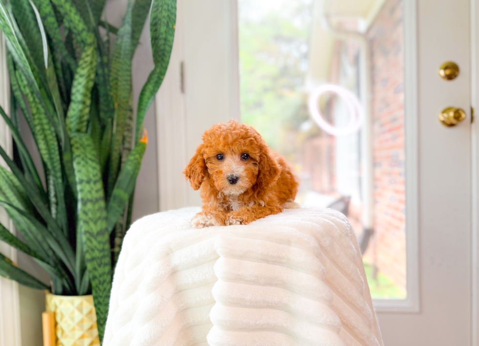 Cute Cavadoodle Poodle Mix Puppy