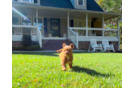 Cavapoo Puppy for Adoption