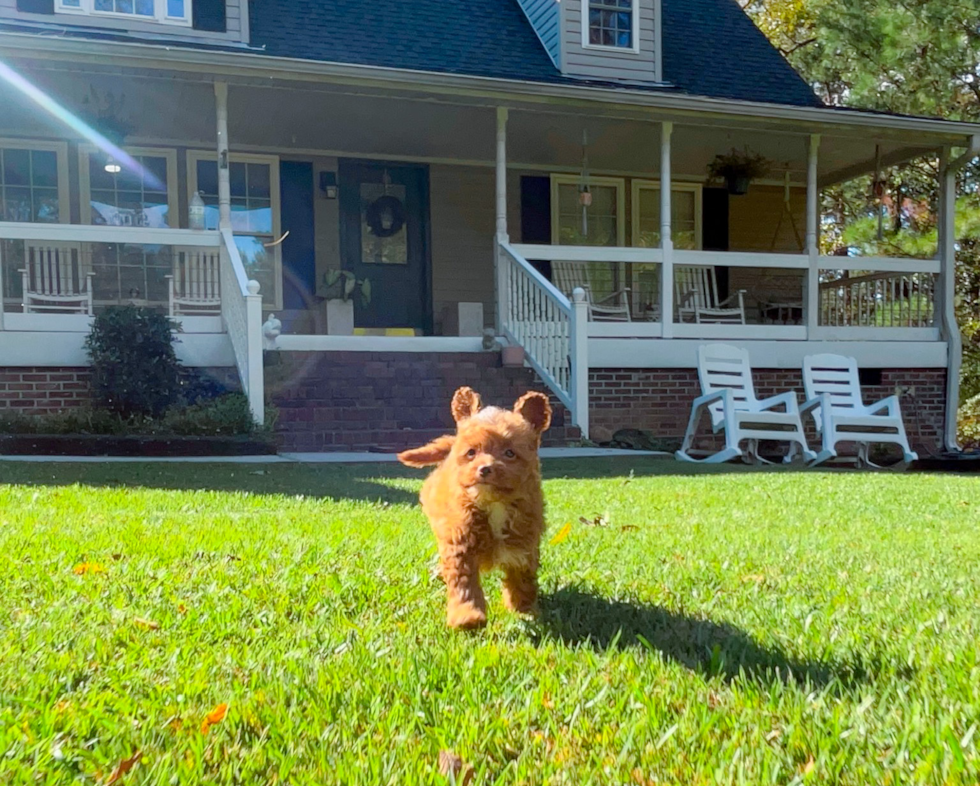 Cavapoo Puppy for Adoption