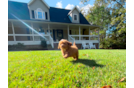 Cute Cavadoodle Poodle Mix Puppy