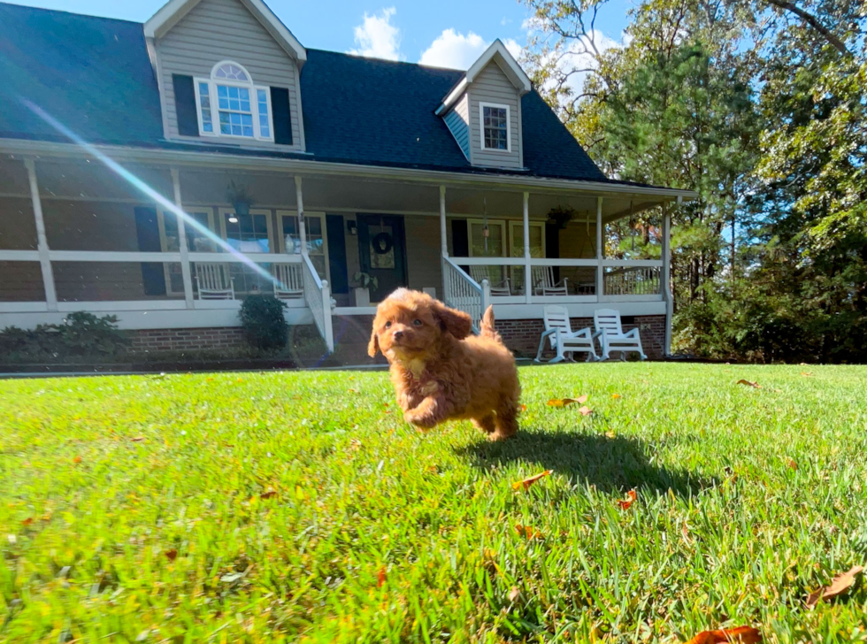 Cute Cavadoodle Poodle Mix Puppy