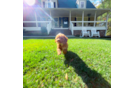 Cute Cavoodle Poodle Mix Puppy