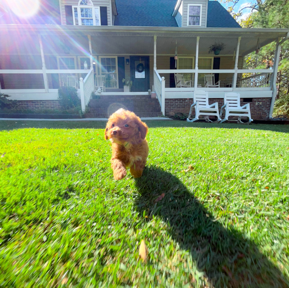 Cute Cavoodle Poodle Mix Puppy