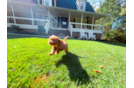 Cute Cavapoo Baby