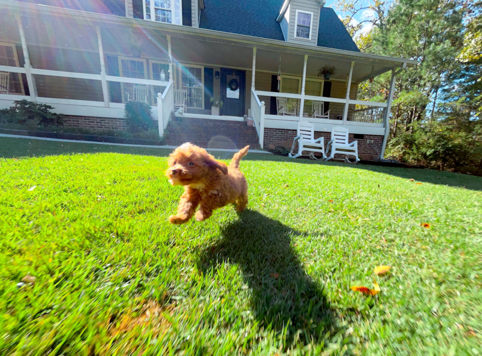 Cute Cavapoo Baby