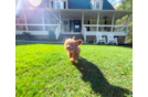 Cavapoo Pup Being Cute