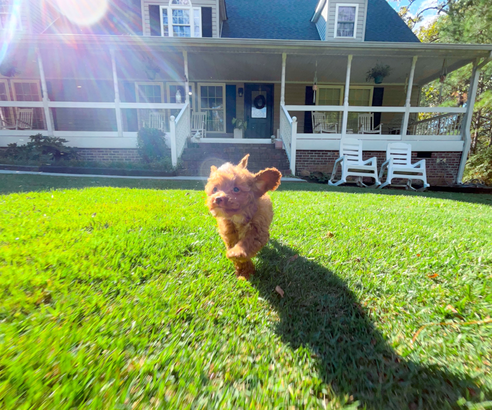 Cavapoo Pup Being Cute