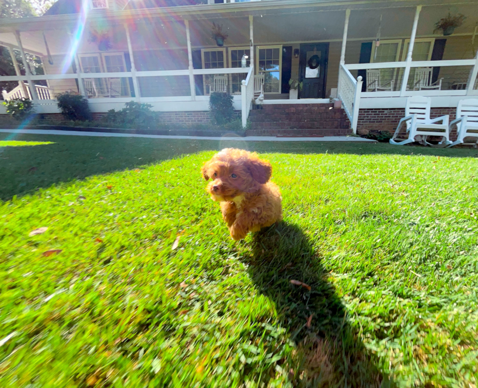 Cute Cavapoo Poodle Mix Pup