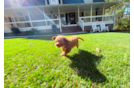 Cute Cavapoo Poodle Mix Pup