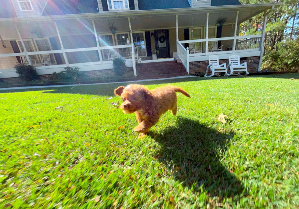 Cute Cavapoo Poodle Mix Pup