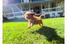 Cute Cavapoo Poodle Mix Pup