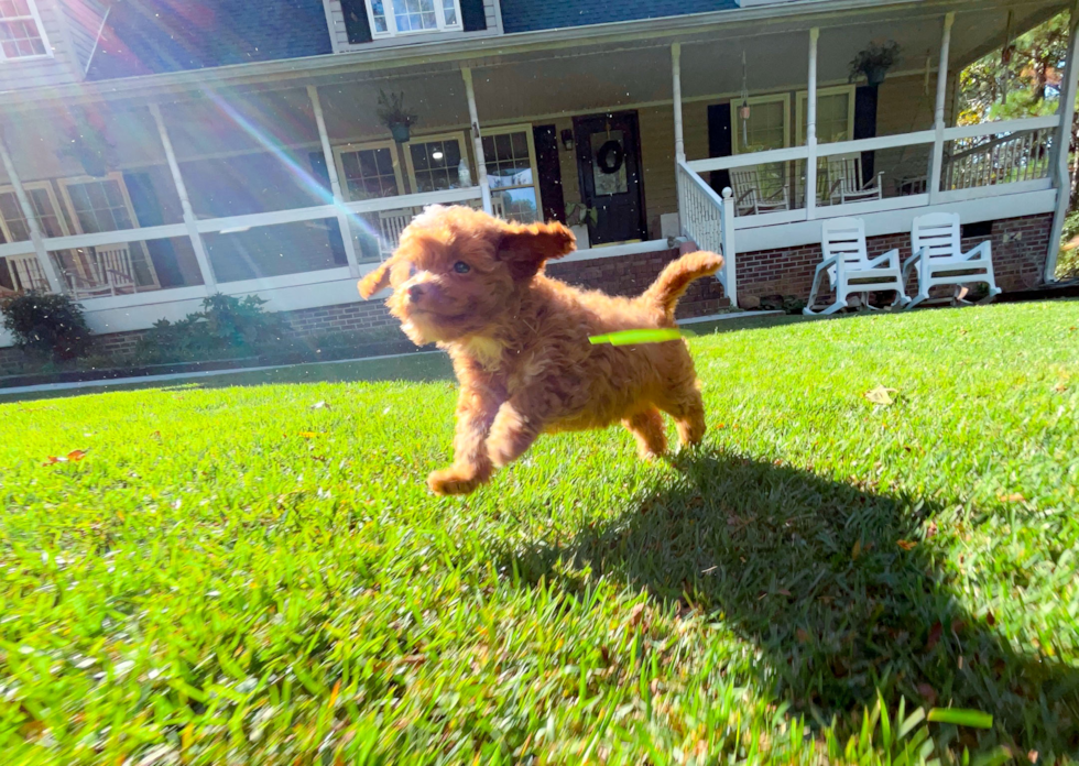 Cute Cavapoo Poodle Mix Pup