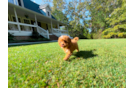 Cute Cavapoo Baby