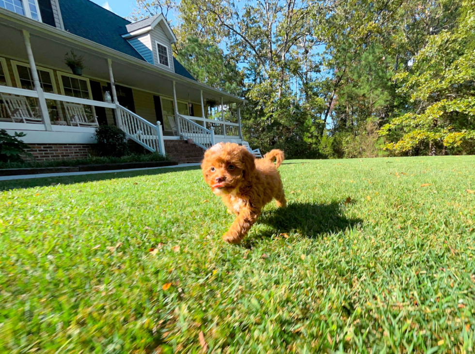 Cute Cavapoo Baby