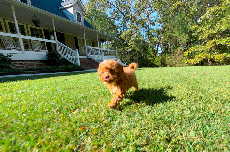 9 week old Cavapoo Puppy For Sale - Simply Southern Pups