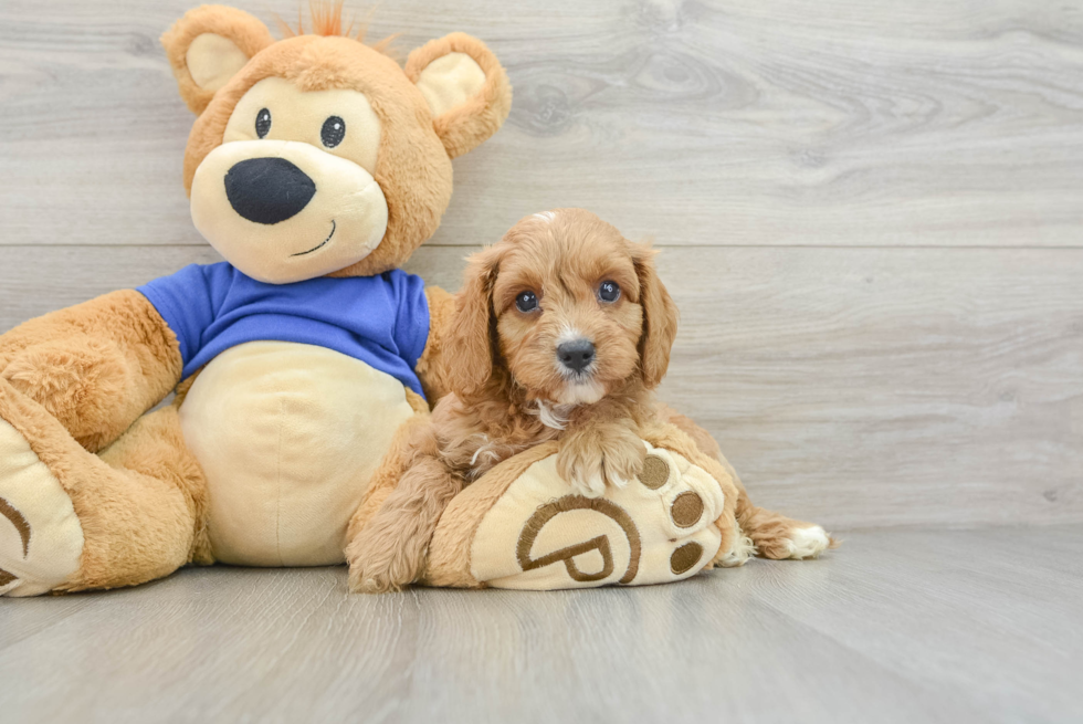 Cavapoo Pup Being Cute