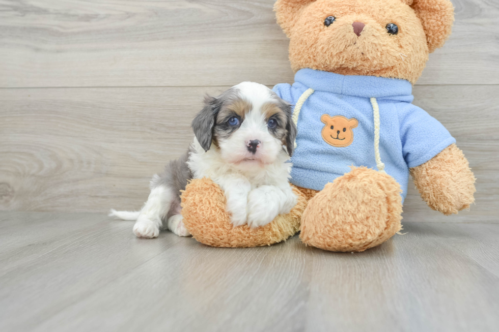 Cavapoo Puppy for Adoption