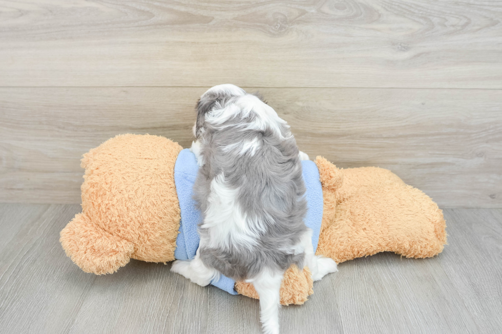 Energetic Cavoodle Poodle Mix Puppy