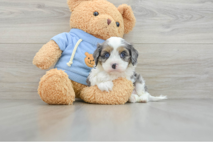 Little Cavipoo Poodle Mix Puppy